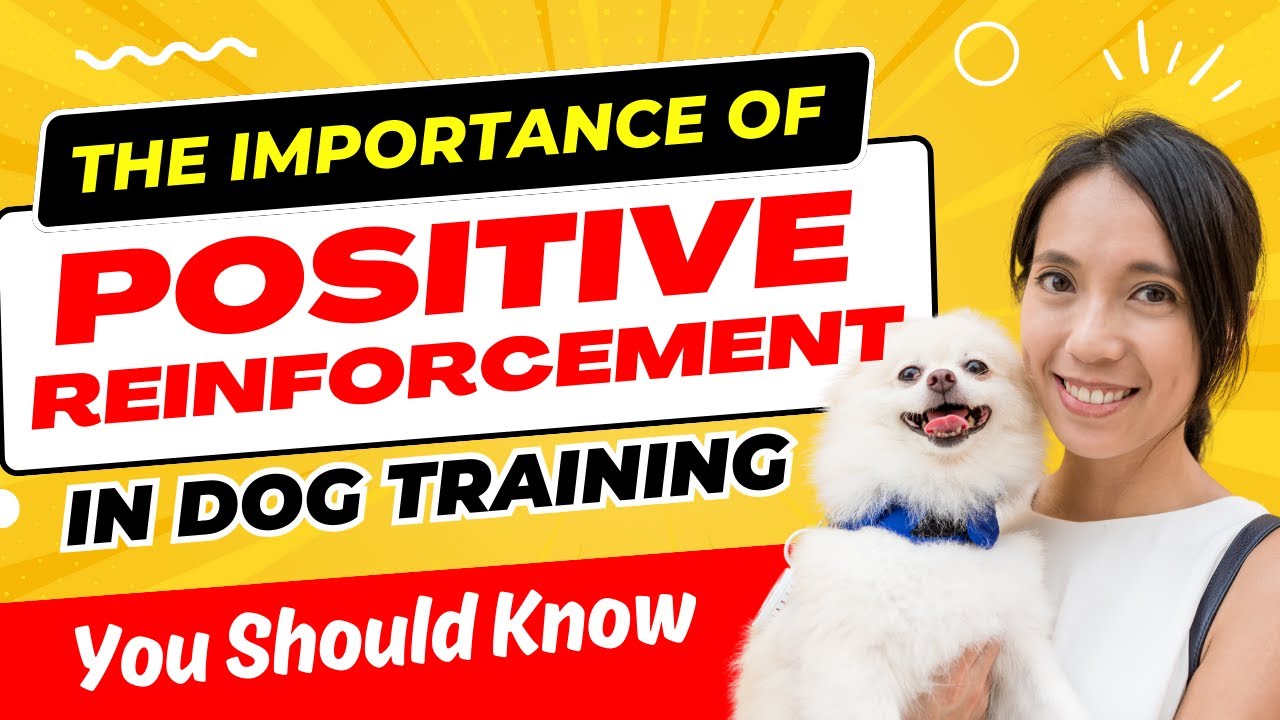 Pawsitive Progress: Mastering Positive Reinforcement in Dog Training