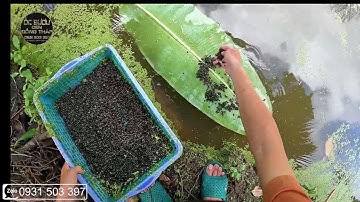 Mô hình nuôi ốc tự nhiên trong ao ở nông thôn thả 3kg giống | Chia sẽ kinh nghiệm nuoi ốc bươu đen