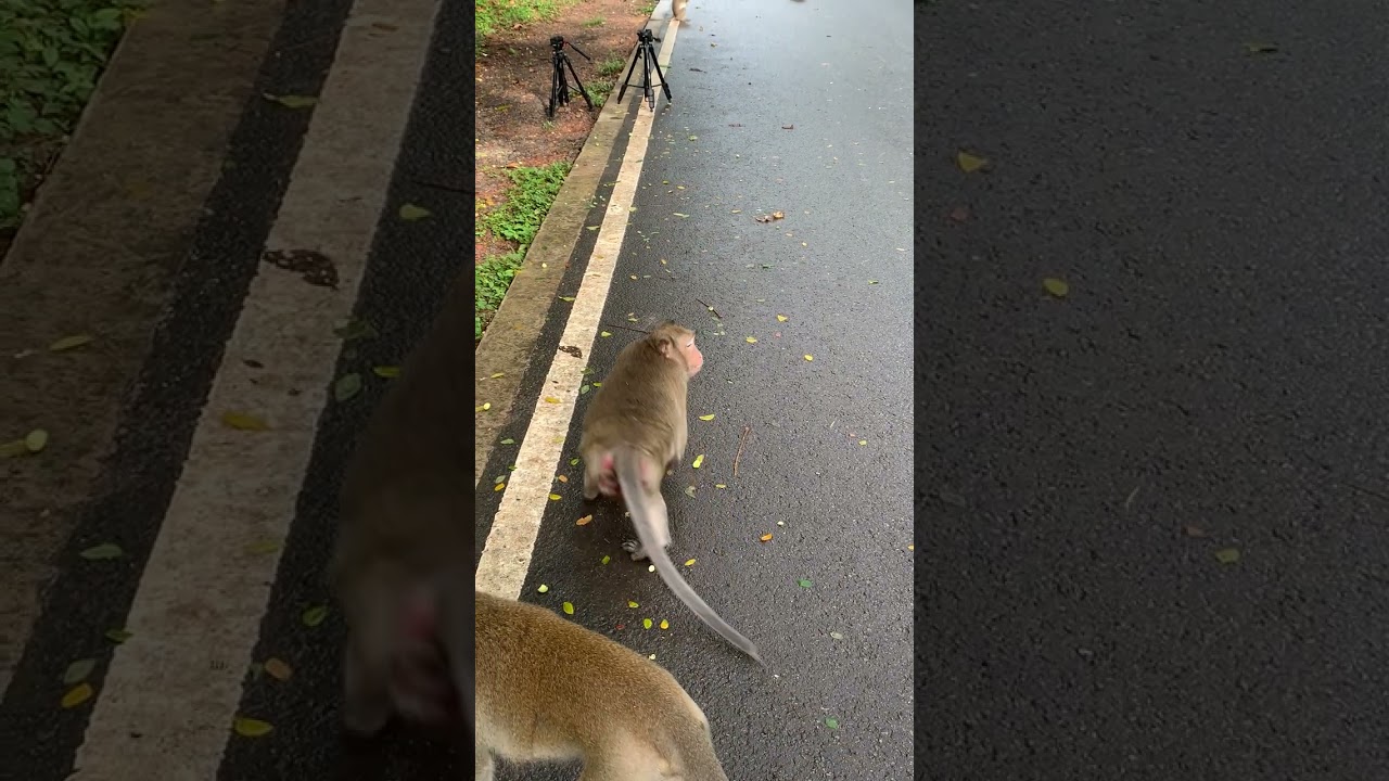 Funny Monkeys , Good Monkeys 10