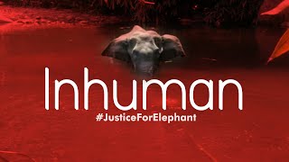 Kerala Pregnant Elephant Murder: Nation demands action against perpetrators | Kerala Elephant Killed