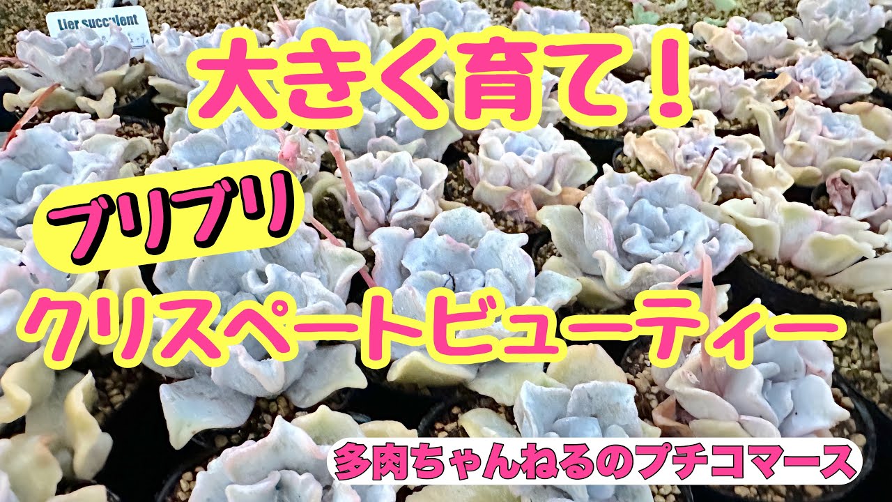 多肉植物】大きく育てる❣️ふりふりの可愛いクリスペート 多肉植物】大きく育てる❣️ふりふりの可愛いクリスペート