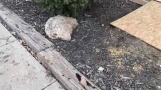 Famous Foundation repair Update in Cameron, Mo. Profile