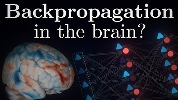 Learning Algorithm Of Biological Networks