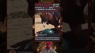 Buitres usando piedras para romper huevos de avestruz
