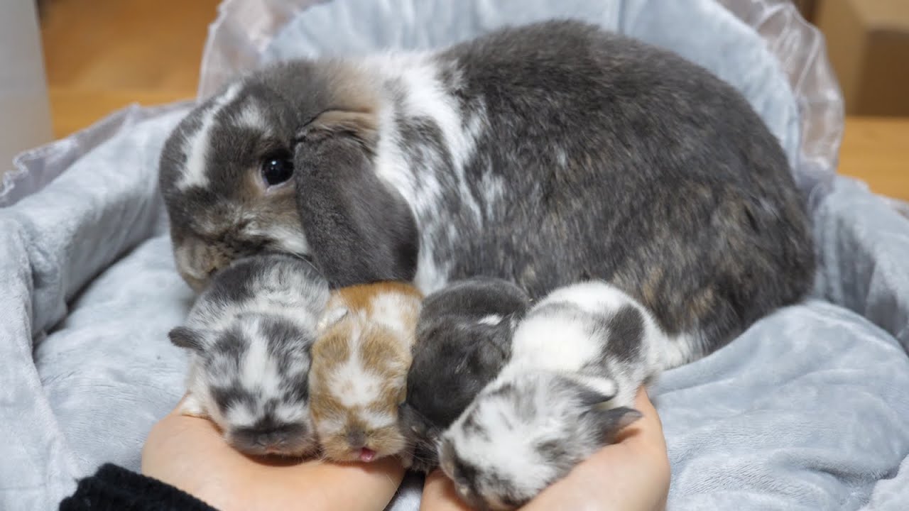 生後2週間の双子の垂れ耳赤ちゃんうさぎ ホーランドロップ Youtube 生後2週間の双子の垂れ耳赤ちゃんうさぎ ホーランドロップ Youtube
