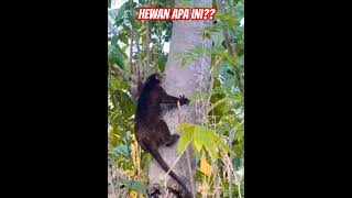 #viral #fyp #binatang Hewan Apa Ini? || Namanya Hewan Apa?