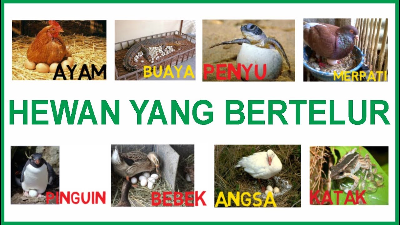 belajar menulis membaca dan menggambar  Belajar hewan  yang 