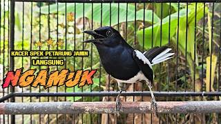 Download lagu SUARA PANCINGAN KACER AMPUH BIKIN KACER PETARUNG JAMIN NGAMUK