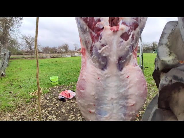 Мясо козлятины и как разделать мясо козла самому.