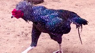 My Farm Update Rooster