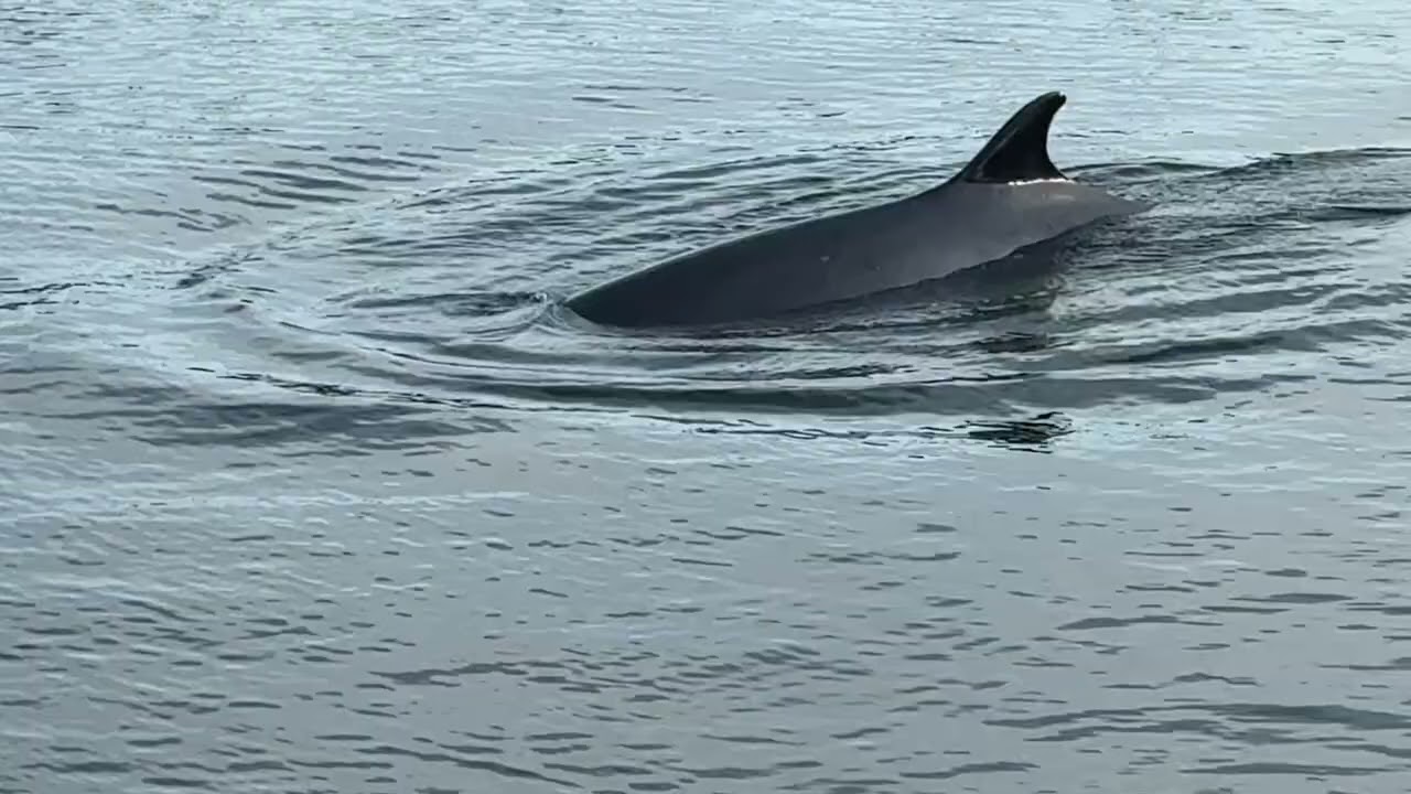 Baby (Fin)? Whale Visits Rainbow Harbor in Long Beach, CA - Monday, Mar 31, 2025