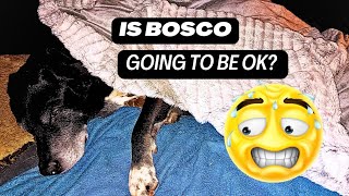 Will Our Buddy Be Ok | Dog Yeast Infection | Dog Ear Infection | Home Remedy | OTC Meds For Dogs