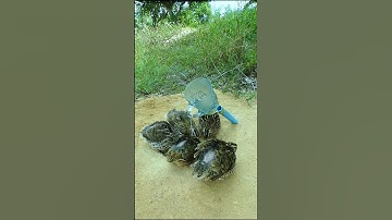 Creative Simple Bird Trap - Quail Trap # bird trap technique #shorts