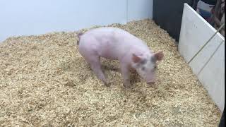 showpig.com