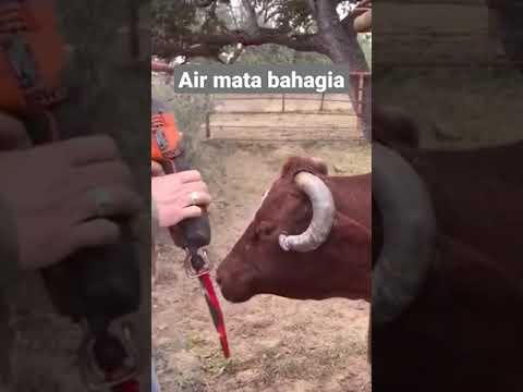 Video: Apakah disbudding menyakiti sapi?