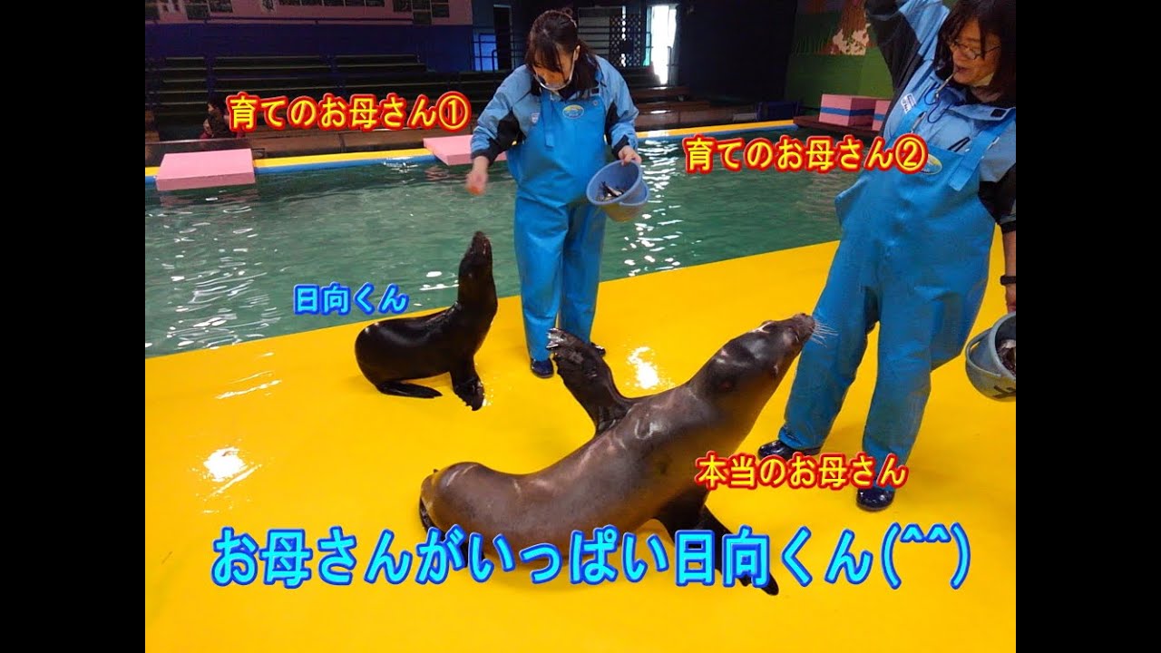 【アシカ】お母さんがいっぱい日向くん(^^)/（伊勢シーパラダイス／水族館）
