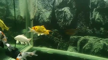 Koi aquarium of Tronjava [HD]