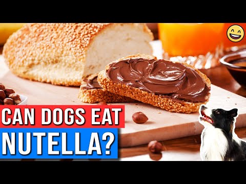 Quick Answer Is Nutella Safe For Dogs To Eat Bikehike Quick Answer Is Nutella Safe For Dogs To Eat Bikehike