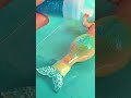 DIY Miniature Mermaid 😂😂😂