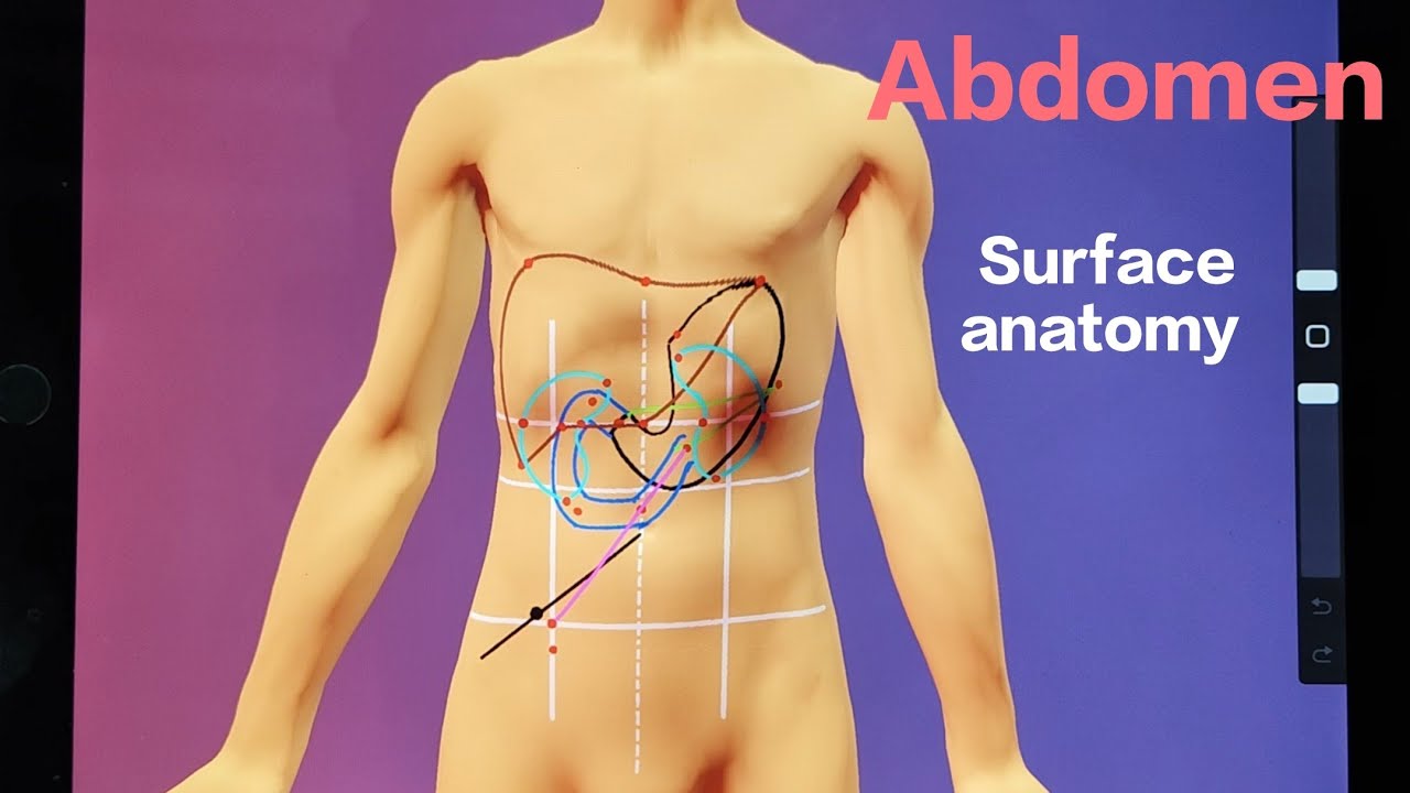 Surface marking of abdomen | Surface anatomy of Abdomen