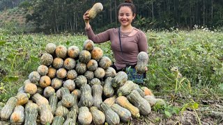 The process of harvesting sticky pumpkin gardens to go to the market to sell and cook from pumpkins