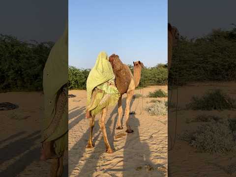 هواء الصحراء وذيل الجمل ومحاولة الفتاة   