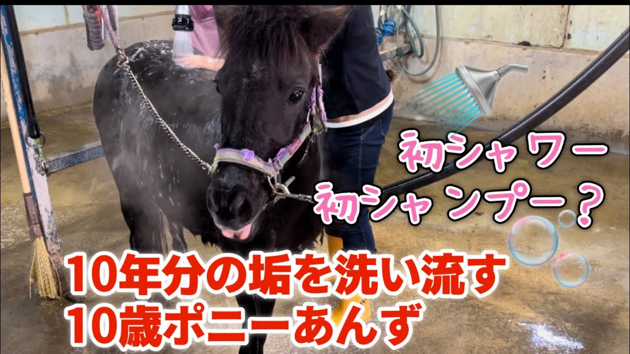 10年分の汚れを洗い流す。生まれて初めて？のシャワー体験　10歳ポニーあんず