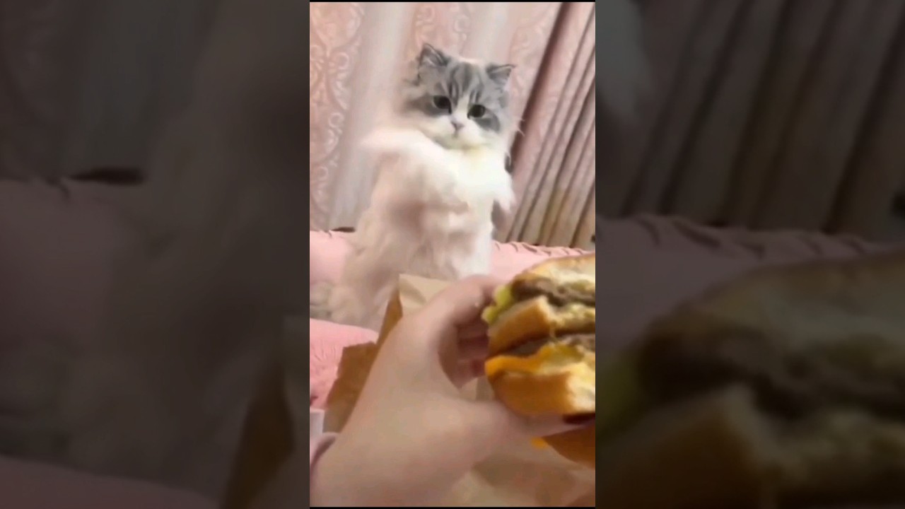 I can haz cheezburger