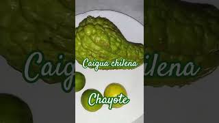 Caigua chilena - Chayote