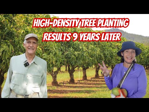 Growing mangos 40 years. See the Tree Spacing and Results