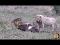 Exclusive - A Day With Casper The White Lion And Brothers At A Triple Buffalo Kill