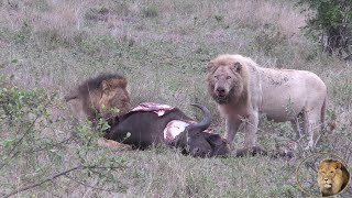 Exclusive  A Day With Casper The White Lion And Brothers At A Triple Buffalo Kill