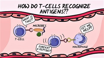 Q & A: How do T-cells recognize antigens?