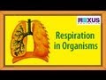 Respiration in Organisms Quiz
