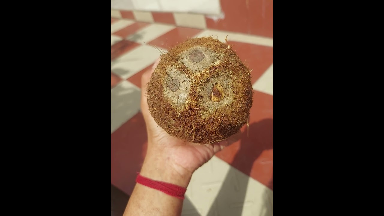 Coconut three Eyes.. beautiful creation.