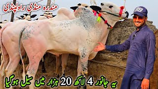 Naseeb Ka Soda Mandra Mandi Rawalpindi Latest Update Fatehjangi Bulls 11 March 2026 | Gondal Mandi 