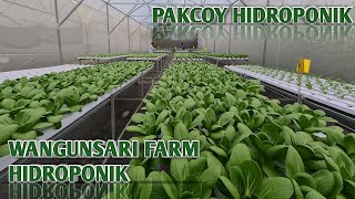 Pakcoy Hidroponik Di Wangunsari Farm  Butani Channel
