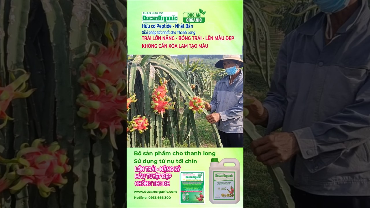 Lớn trái - Lên màu đẹp - Chống teo de sụp dây 