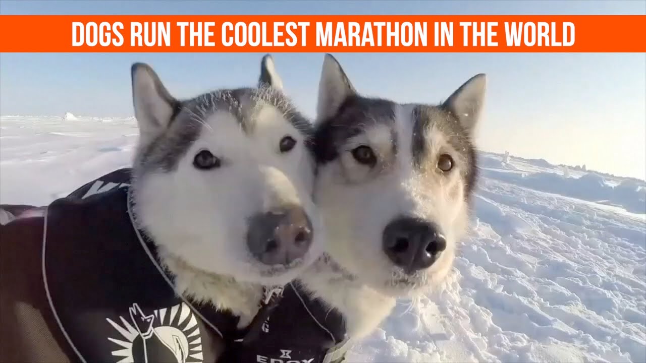 Huskies take part  in the North Pole Marathon