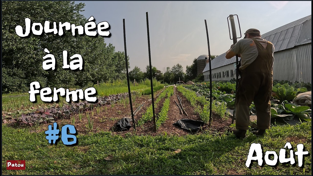 Québec | Journée à la ferme #6 | Tomates arrivent et pois sucrées attachées !