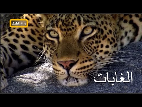 فيديو: ما الحيوانات الموجودة في السهول الشمالية الوسطى لتكساس؟