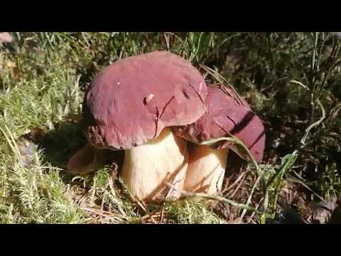 The pine boletuses have woken up
