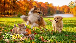 12 HOURS Happy Running Dogs 🐶🍂 Calming Music for Dogs | Dog TV with Relaxing Music • No Ads