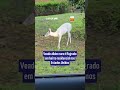 Veado albino raro é flagrado em bairro residencial nos Estados Unidos