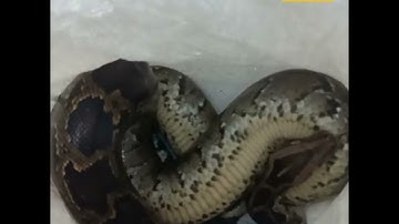 Python captured in Jorhat | Guwahati Plus