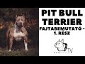 PITBULL TERRIER 1. - Fajtabemutató, 1. rész!  DogCast TV