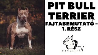 PITBULL TERRIER 1.  Fajtabemutató, 1. rész!  DogCast TV