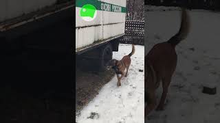 малинуа-сапёр Ричик, поиск имитаторов взрывчатых веществ в транспорте