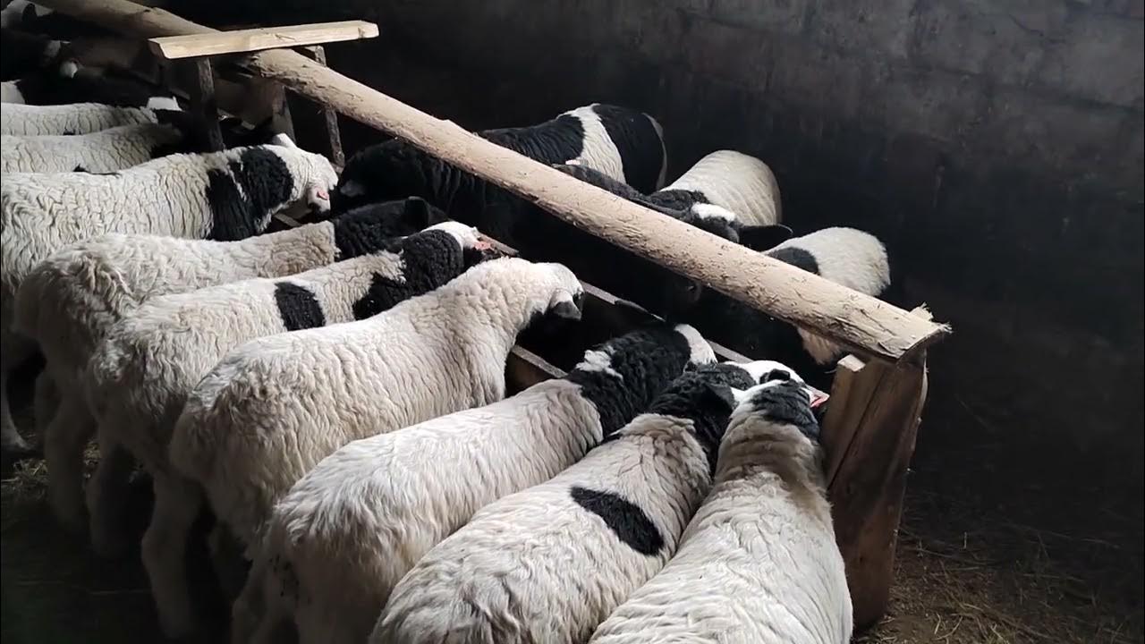 ДОРПЕРЧИКЕ 🐑🐑🐑🐑 - YouTube