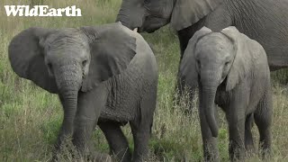 WildEarth - Sunset Safari - 12 May 2022